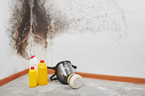 Best Toxic Mold Removal  in Houghton, MI
