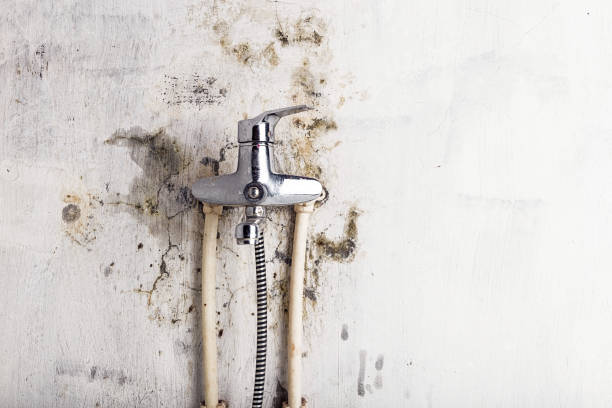 Best Mold Cleaning Services  in Houghton, MI
