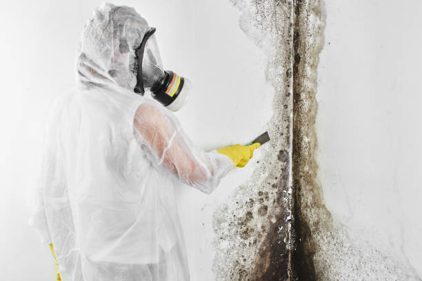 Best Best Mold Removal Companies  in Houghton, MI