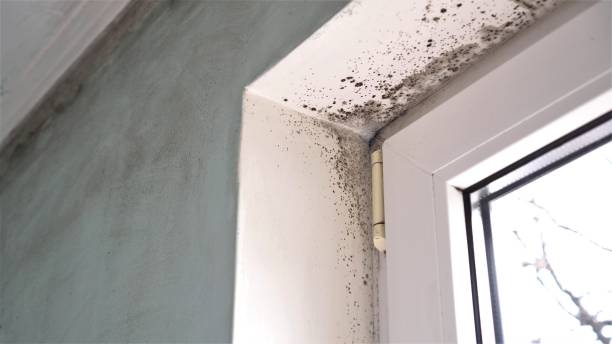 Best Office Mold Removal Services  in Houghton, MI