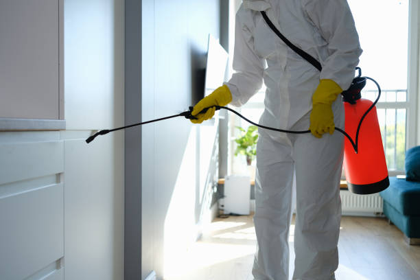 Best Black Mold Removal  in Houghton, MI