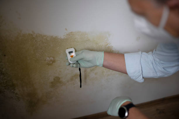 Office Mold Removal Services in Houghton, MI