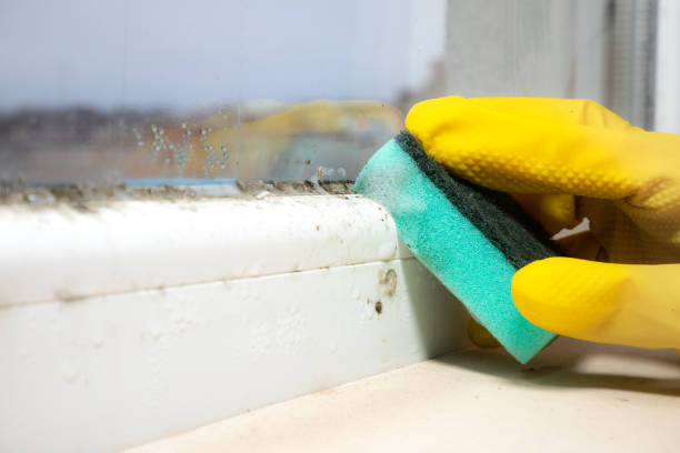 Best Best Mold Removal Companies  in Houghton, MI