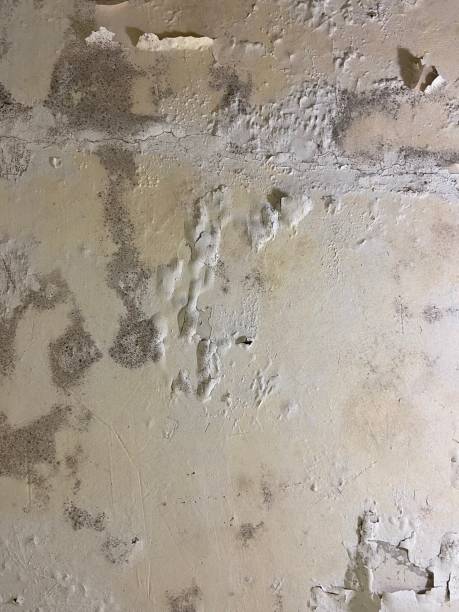 Houghton, MI Mold Removal Company