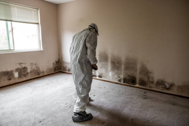 Best Mold Removal Near Me  in Houghton, MI