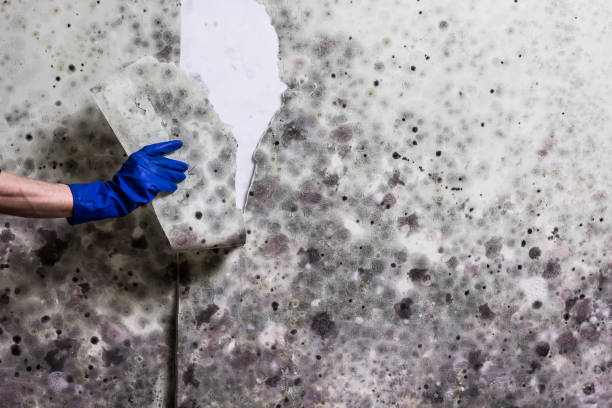 Best Residential Mold Removal  in Houghton, MI