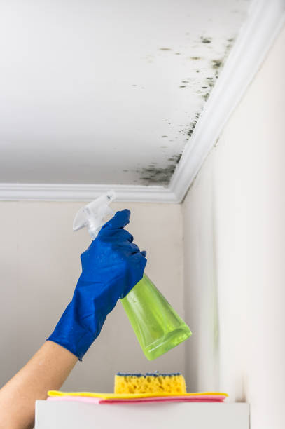 Best Best Mold Removal Companies  in Houghton, MI
